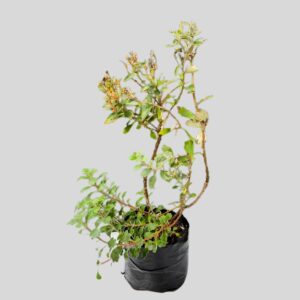 Chrysanthemum pacificum 3lt