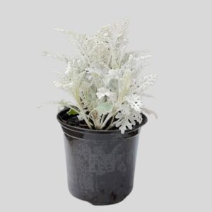 Cineraria Large Silver Dusty 15cm