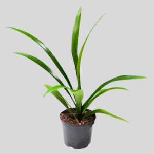 Clivia Citrina Yellow 19cm
