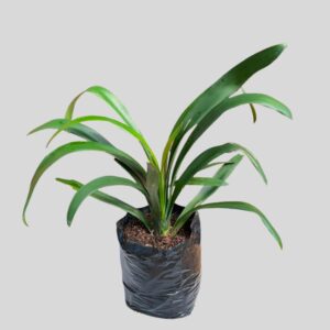 Clivia Miniata 10lt