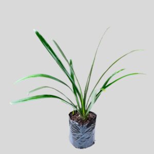 Clivia Miniata 4lt