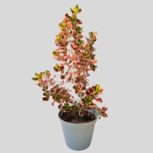 Coprosma Repens Pink Splendour 17cm