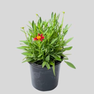 Coreopsis UPTICK MIXED 17cm