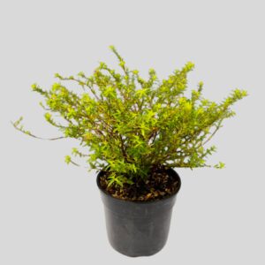 Cuphea hyssopifolia 15cm