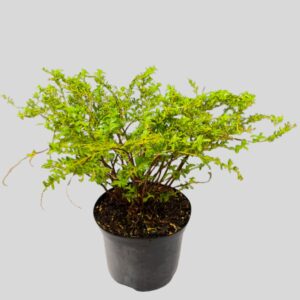 Cuphea maxican LILAC 17cm