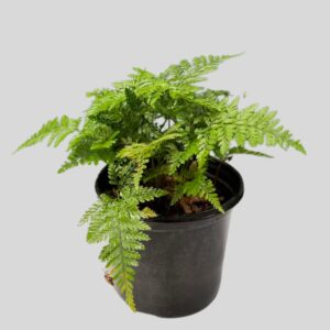 Davallia fejeensis RABBIT FERN 17cm