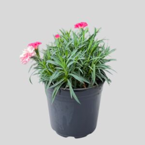 Dianthus Oscar 15cm