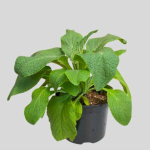 Digitalis Dalmation Foxglove 17cm
