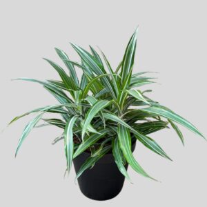 Dracaena Warnekii 30cm
