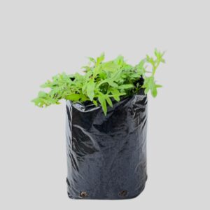 Erigeron karvinskianus 3lt