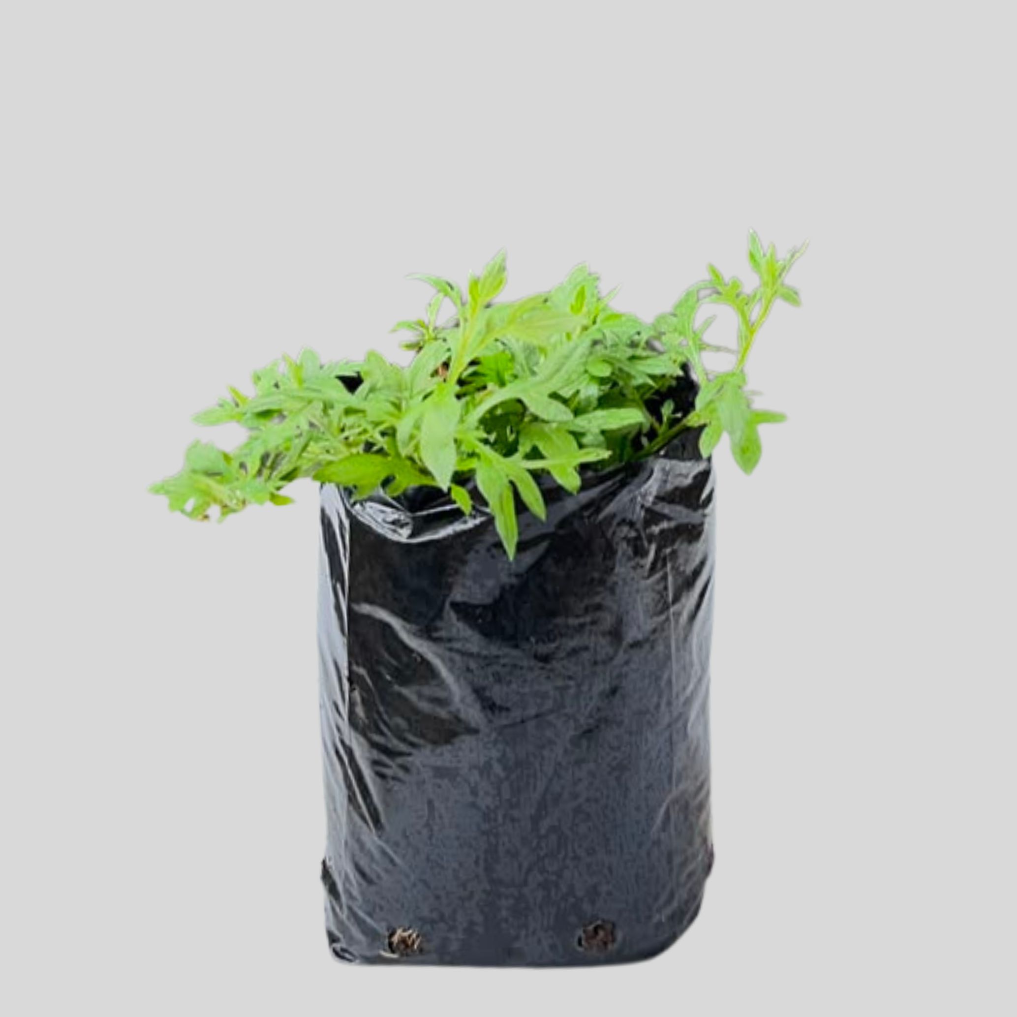 Erigeron karvinskianus 3lt