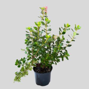 Escallonia Pink Princess 17cm