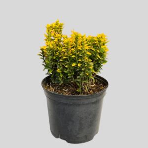 Euonymus Japonicus Gold Dust 3lt