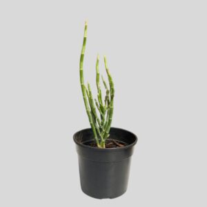 Euphorbia Zig Zag 15cm