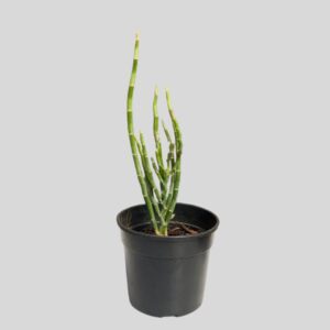Euphorbia Zig Zag 15cm