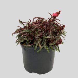 Gaura Lindheimeri 17cm