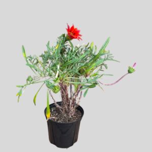 Gazania Maroon 15cm