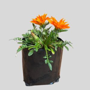 Gazania MIXED 4lt