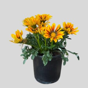 Gazania New Day 15cm