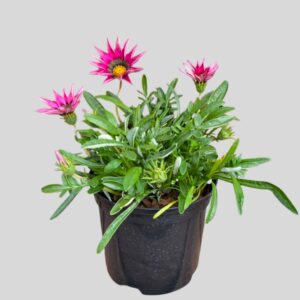 Gazania Pink 15cm