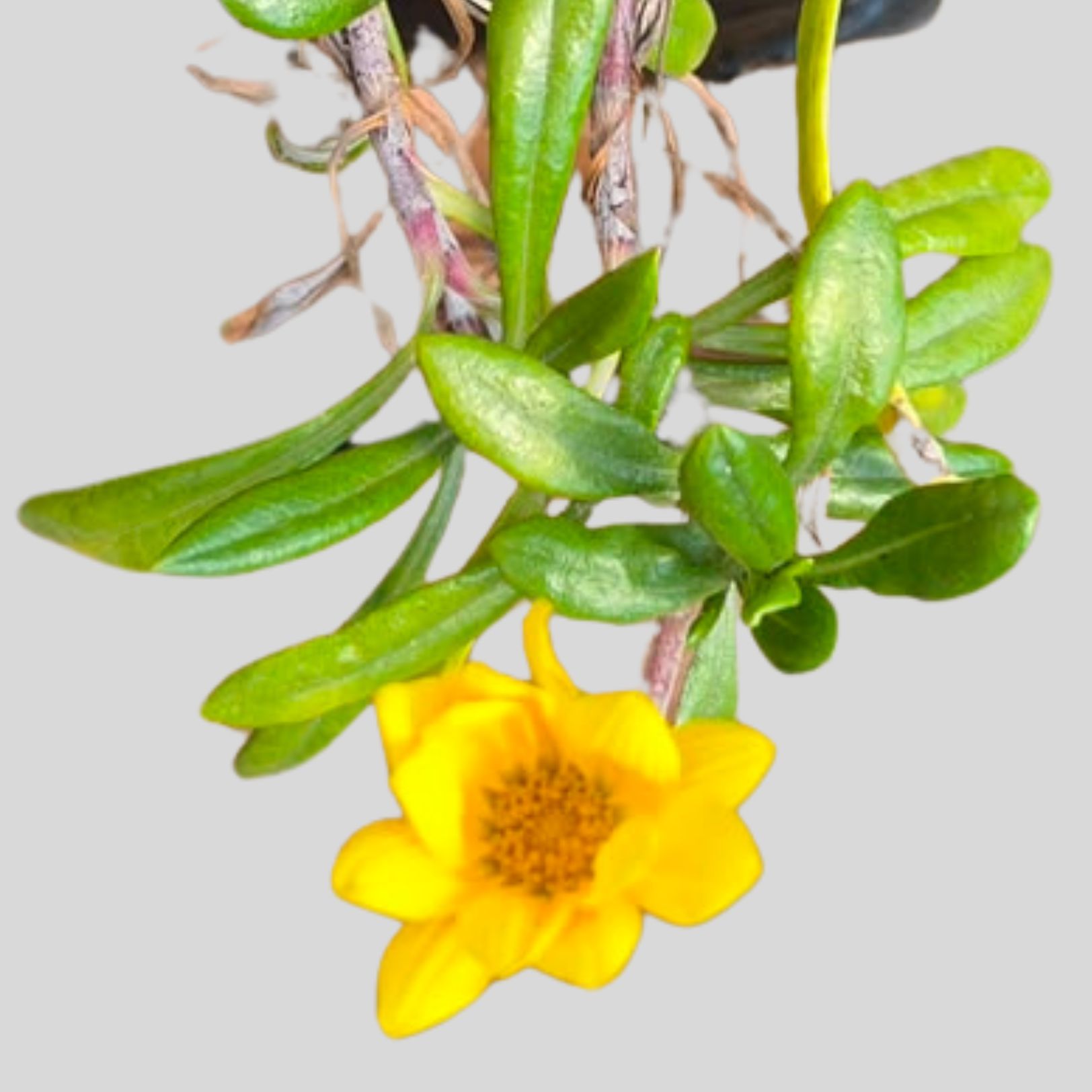 Gazania rigens 3lt - Image 2