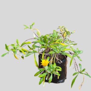 Gazania rigens 3lt