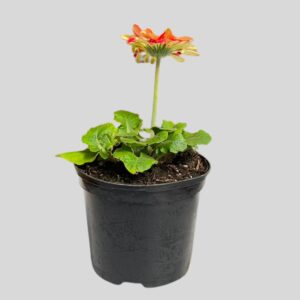 Gerbera Jaguar 3lt