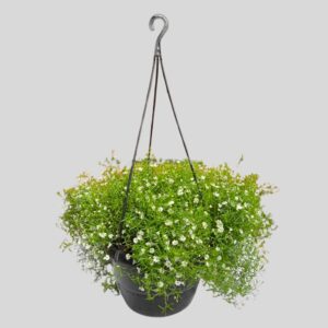Gypsophylla Gypsy Hb 20cm