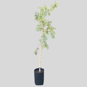 Heteropyxis natalensis 20lt