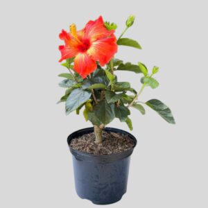 Hibiscus Hollywood  Mixed 21cm