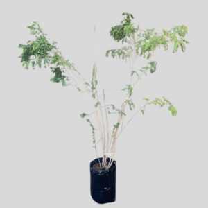 Indigofera frutescens 20lt