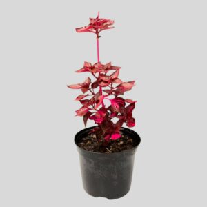 Iresine herbstii 15cm