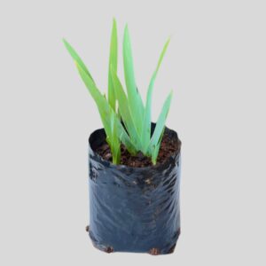 Iris BLUE  BEARDED 3lt