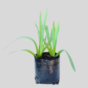 Iris GREY  BEARDED 2lt