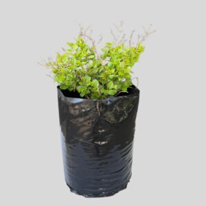 Lagerstroemia indica DWARF 10lt