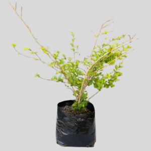 Lagerstroemia indica DWARF 4lt