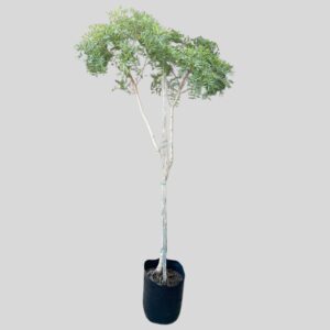 Loxostylis alata 20lt