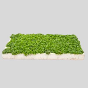 Mentha requienii/pelegium 128plugs