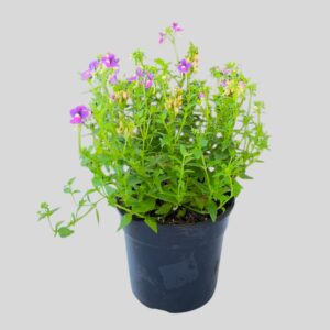 Nemesia Mixed 15cm