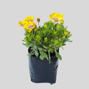 Osteospermum (Dimorphotheca ) Mixed 4lt