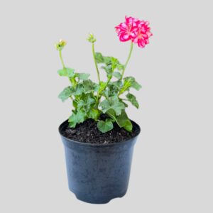 Pelargonium Mixed 15cm