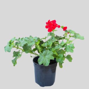 Pelargonium Zonale Asstd Colours 19cm