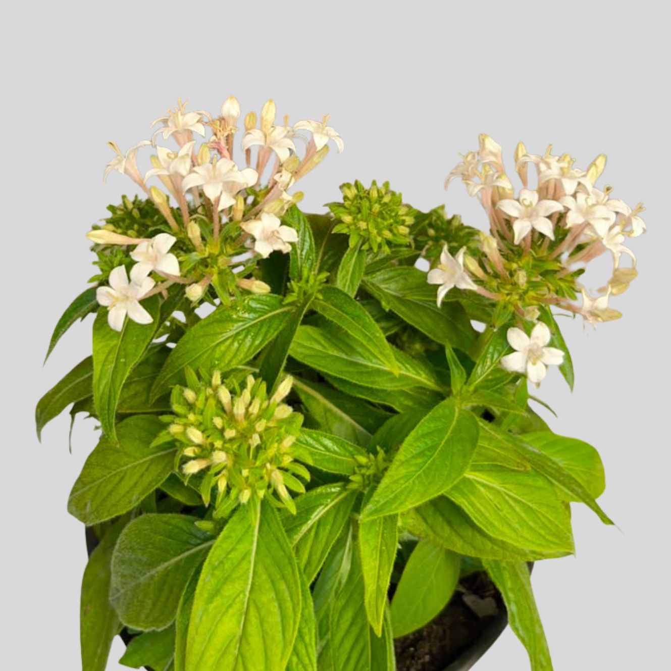 Pentas Lucky Star 15cm - Image 2
