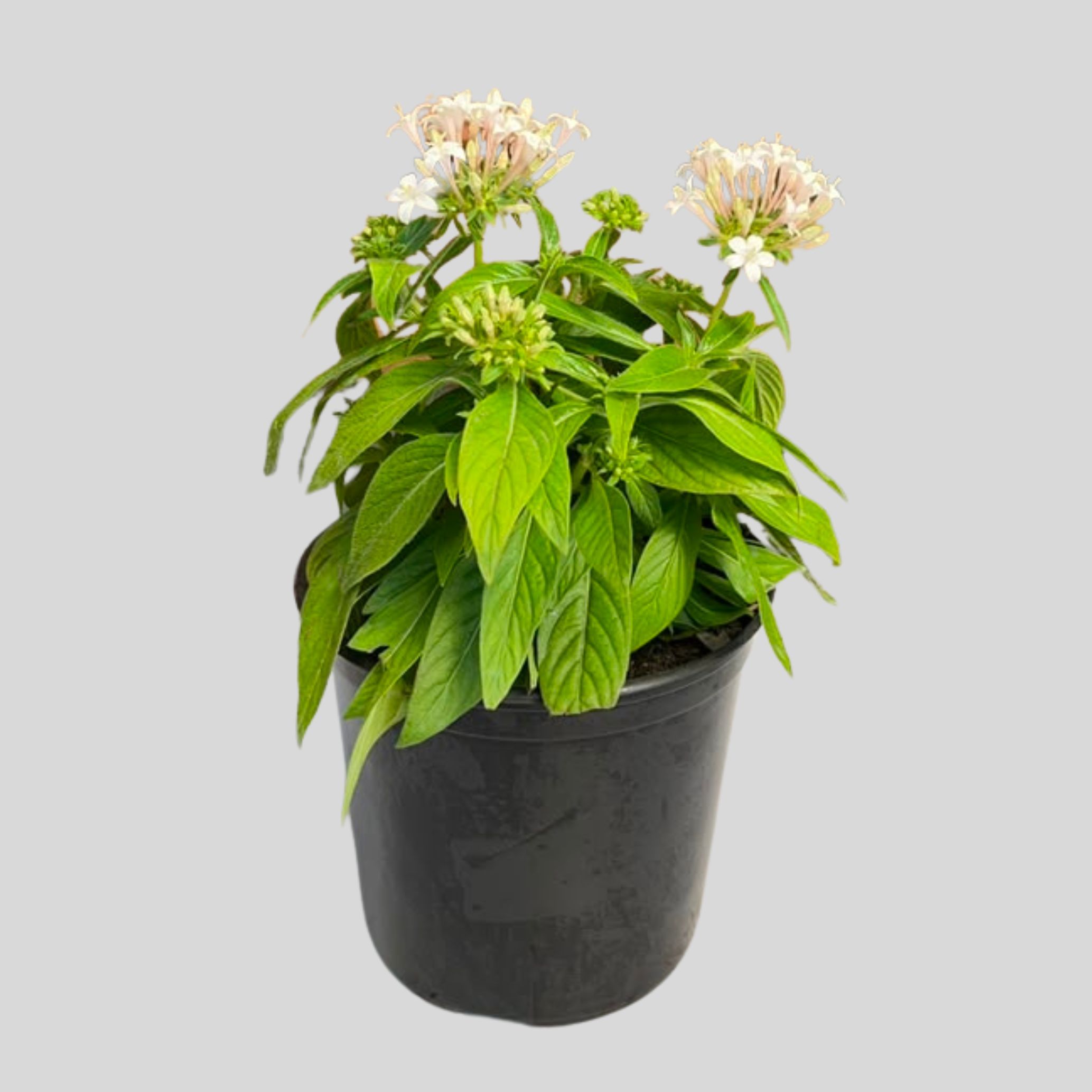 Pentas Lucky Star 15cm