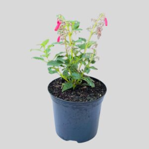 Phygelius capensis 4lt