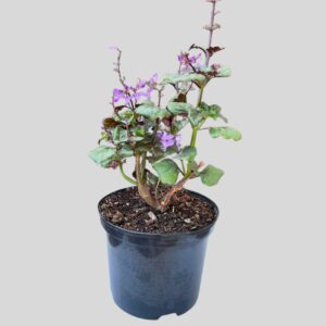 Plectranthus Magic Mona  21cm