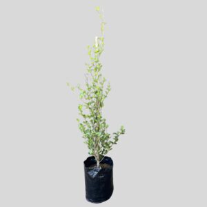 Populus simonii (CHINESE COTTONWOOD) 20lt