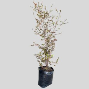 Prunus blireana 40lt