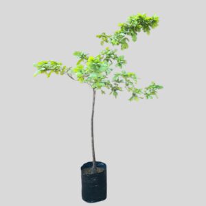 Quercus robur 20lt