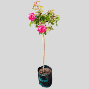 Rosa Mysterios Simplicity Std 5lt
